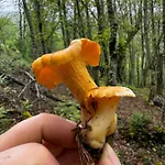 Lar Da Cima *