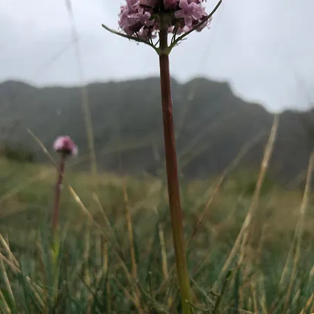 Lar Da Cima