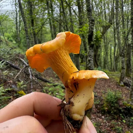 Lar Da Cima *